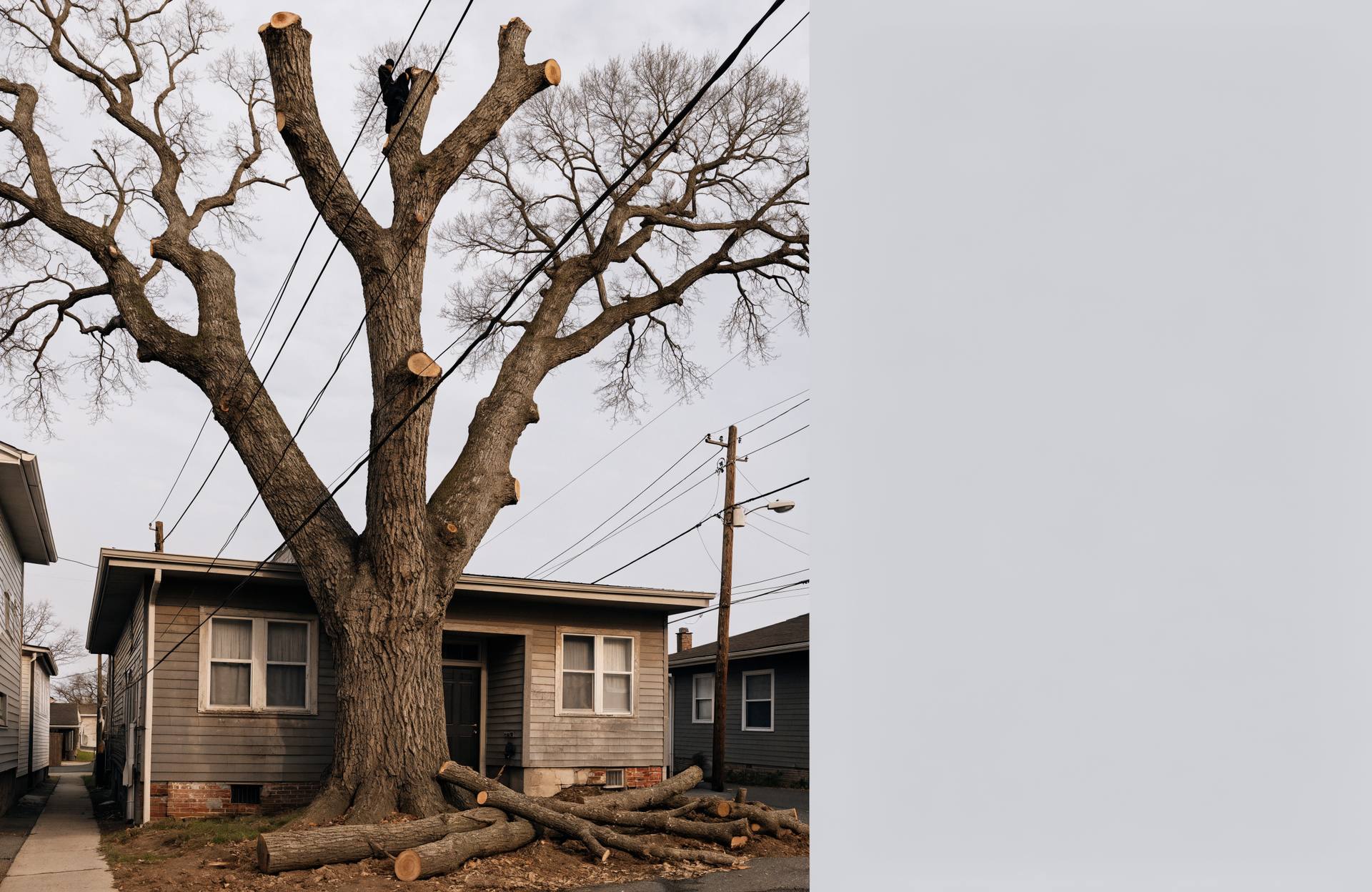 Mature oak being assessed on a residential lot in coastal Georgia